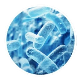 Lactobacillus Paracasei