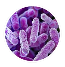 Lactobacillus Reuteri