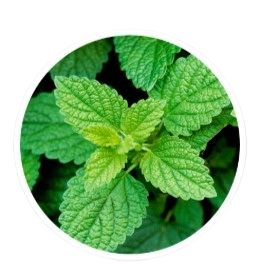 Peppermint